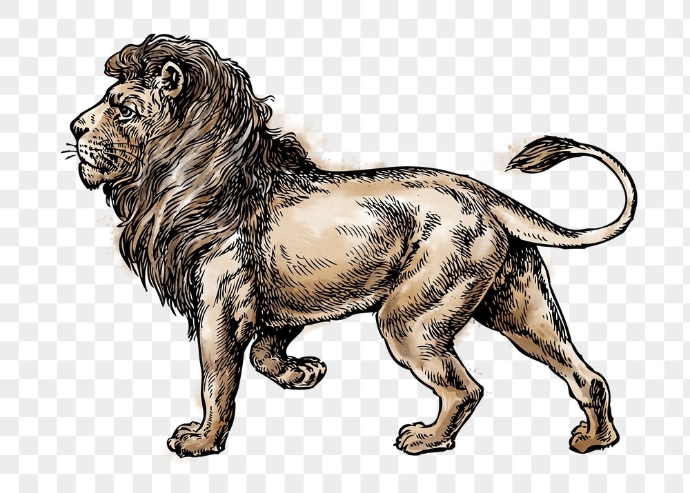 Lion png sticker, wildlife watercolor | Free PNG Illustration - rawpixel