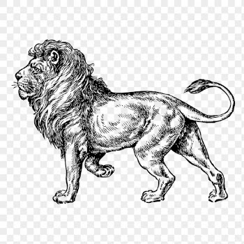 Lion png, vintage animal clipart, | Free PNG Illustration - rawpixel