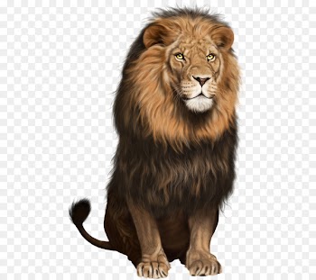 Lion Portable Network Graphics Clip art Transparency Image - lion 