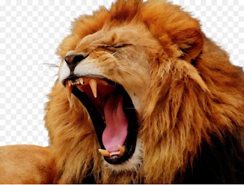 lion roar masai lion facial expression wildlife