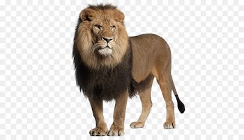 Lion, Stock Photography, Roar, Mammal PNG