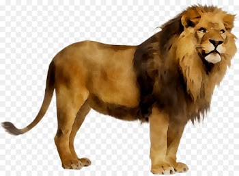 Lion Stock photography Royalty-free Image -  