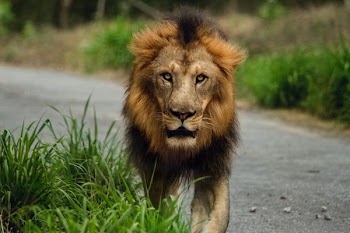 lion walking on road