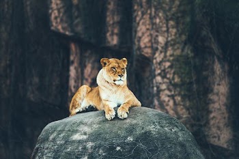 lioness laying on gray rock