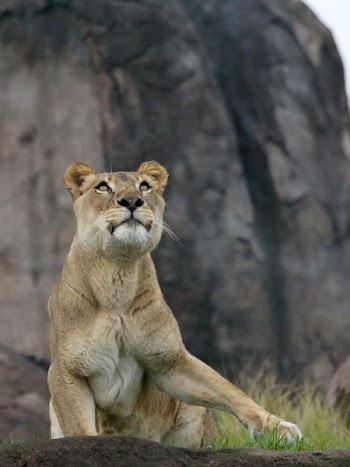 lioness_m1.jpg
