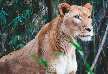 lioness near bamboo plant