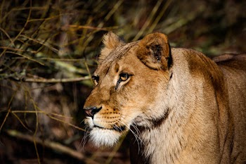 Lioness Near Twigs