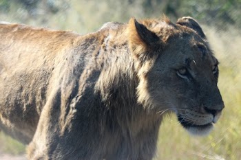 Lioness on Green Field