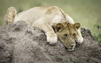 Lioness On Top Of Brown Rock