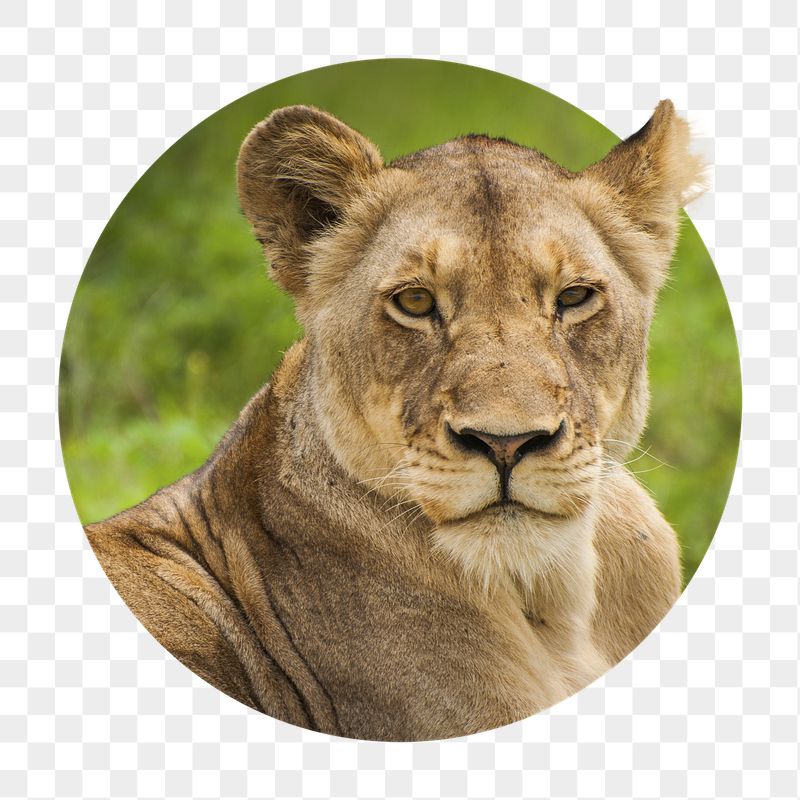 Lioness png badge sticker, wild | Free PNG - rawpixel