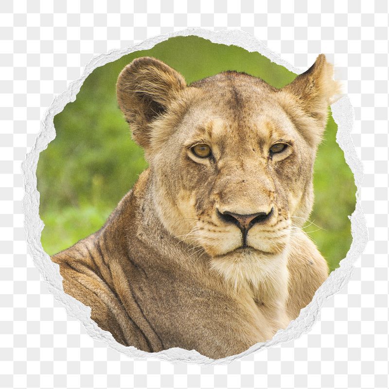 Lioness png sticker, wild animal | Free PNG - rawpixel