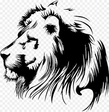 Lionhead Cougar Drawing - Leon 