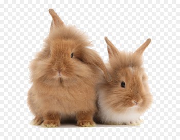Lionhead rabbit Dream Car:Custom car racing Dont fall Object detection - Bunny Bunny 