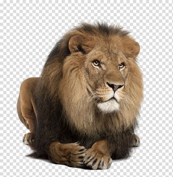 Lionhead rabbit White lion, zoo animal transparent background PNG clipart