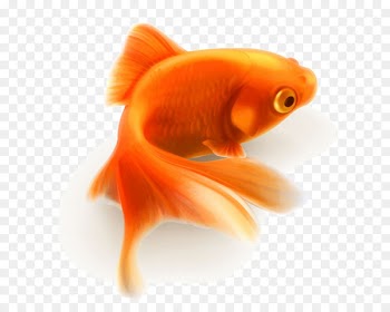 Lionhead Vector graphics Clip art Illustration Fish - fish 