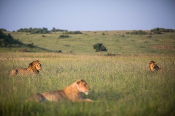 Lions lay in the grass | Free Photo - rawpixel