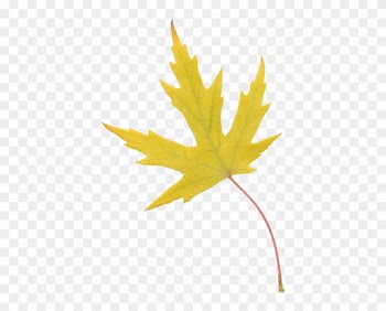 Liq Amber Lacy Yellow 2 - Maple Leaf