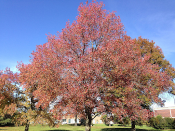 Liquidambar styraciflua - Wikipedia