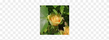 Liriodendron Tulipifera Tulip Poplar Tree - American Tulip Tree (2 Pack)
