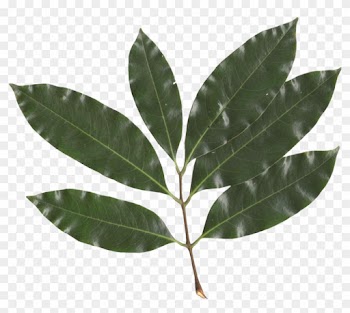 Litchi Chinensis Leaf - Lychee Leaf
