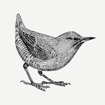Little bird drawing, animal vintage | Free PSD - rawpixel