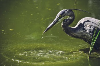 Little Black Heron