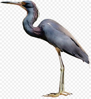 Little blue heron Bird Crane Egret -  