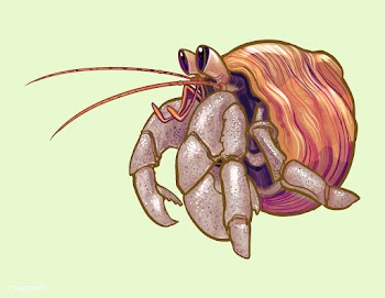 Little cute hermit crab illustration | Free stock vector - 463805