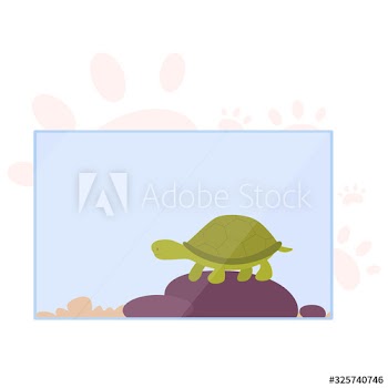Little cute tortoise in terrarium