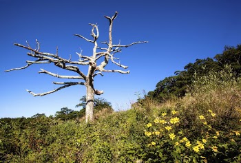 Little Devil's Stair Overlook. Free | Free Photo - rawpixel