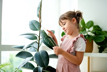 Little girl cleaning the leaf of potted plant | Free stock photo | High Resolution image