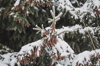 Little Pinecones On Snowy Branches