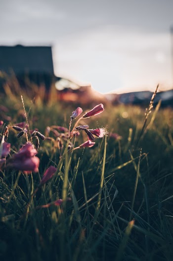 Little pink flowers glowing in morning sunshine