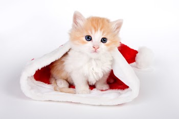 Little red kitten in a Christmas hat