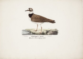 Little ringed plover, 1828 - | Free Photo - rawpixel