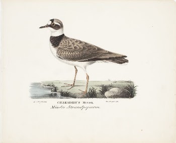 Little ringed plover, 1829, Magnus | Free Photo - rawpixel
