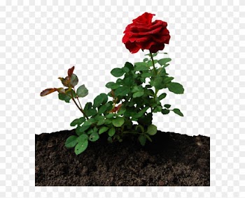 Little Rose By Eirian-stock - Little Rose Plant