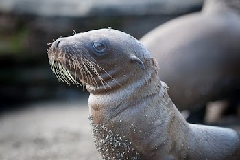 Little Sea Lion