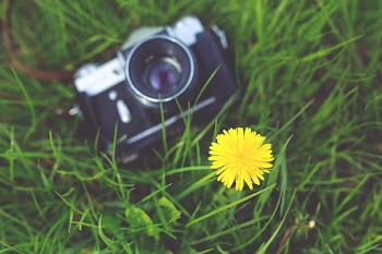 Little yellow flower and old camera