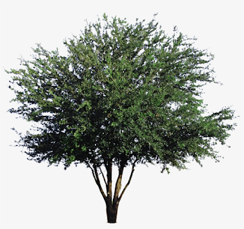 Live Oak - Mexican Pinyon Transparent PNG - 1573x1500 - Free ...