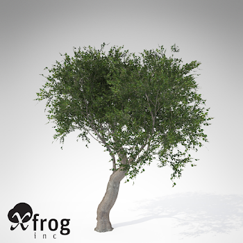 Live Oak Png (108+ images in Collection) Page 1