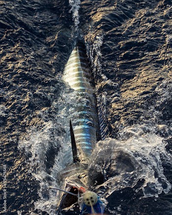 Live Ono Fish being reeled in from Hawaiian Ocean