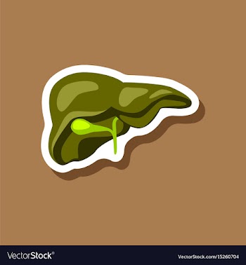 Liver paper sticker on stylish background vector image
