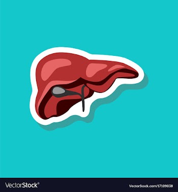 Liver paper sticker on stylish background vector image