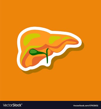 Liver paper sticker on stylish background vector image