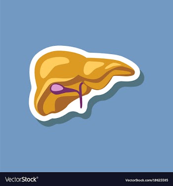 Liver paper sticker on stylish background vector image