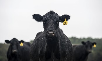 Livestock at Doug Jernigan Farms, | Free Photo - rawpixel