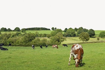 Livestock farm background, cow grazing | Free PSD - rawpixel