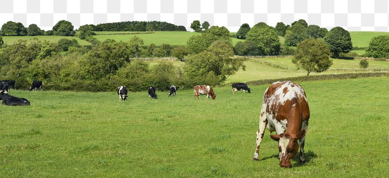 Livestock farm png border, transparent | Free PNG - rawpixel