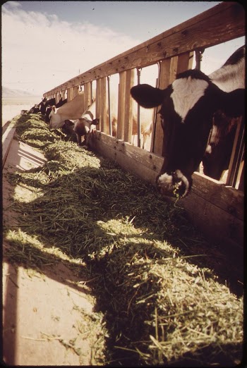 Livestock on EPA's experimental farm. | Free Photo - rawpixel
